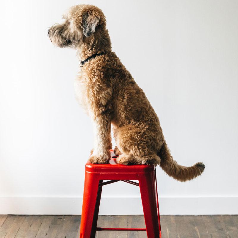 A dog sitting on a chair