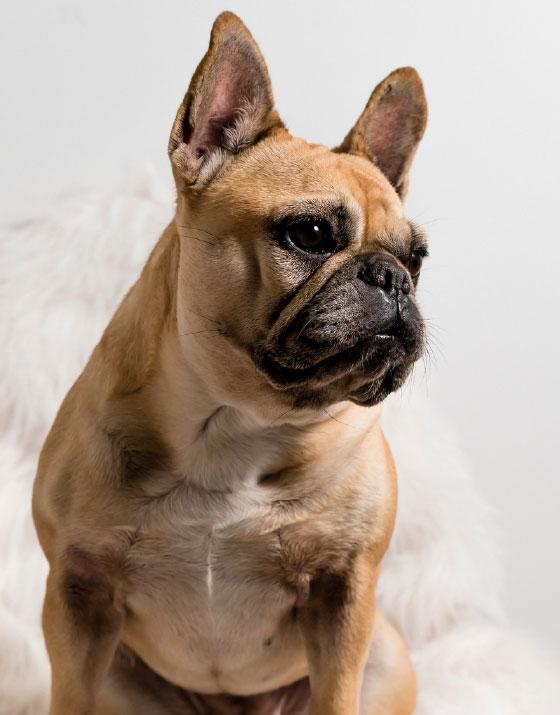 A French bulldog sitting on a white fur rug.